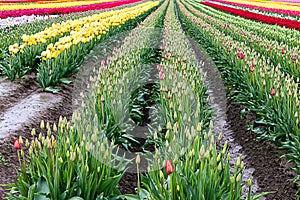 Red, white, and yellow tulips planted in fields of tulip stripes of colors