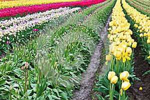 Red, white, and yellow tulips planted in fields of tulip stripes of colors