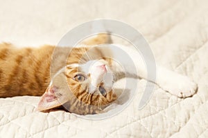 Red-white youing domestic cat lying on bed