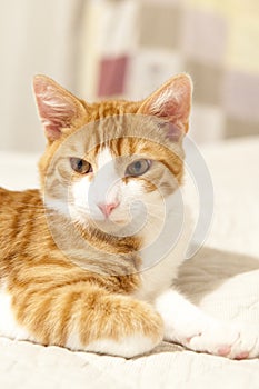 Red-white youing domestic cat lying on bed