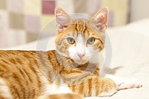 Red-white youing domestic cat lying on bed