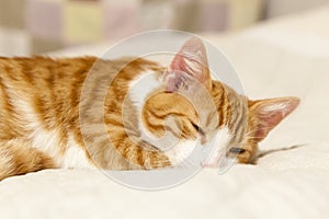 Red-white youing domestic cat lying on bed