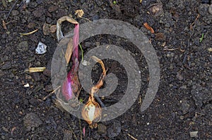 Red and white young onions
