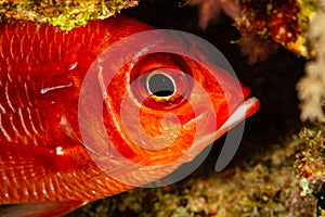 red whitespot soldierfish fish in cave