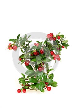 Red whortleberry photo