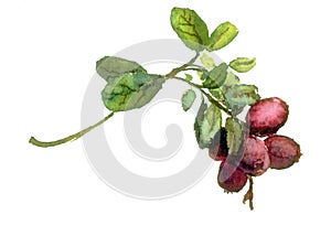 Red whortleberry branch with leaves and berries. Watercolor