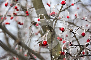 Red wild apples on the branch in the winter