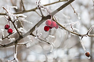 Red wild apples on the branch in the winter