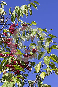 Red wild apples on tree branches against the blue sky