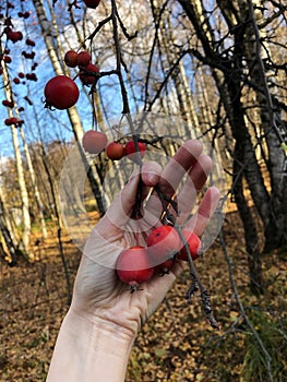 Red wild apples on a tree in the forest