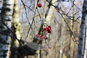 Red wild apples on a tree in the forest