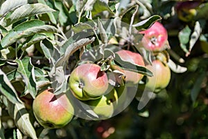 Red wild apples on tree in forest