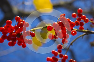 Red wild berries on tree against a blue sky