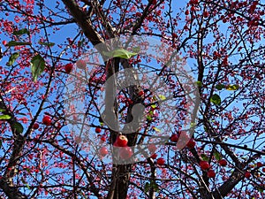 red wild berries on a tree against a blue sky