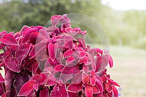 Red wild flower on a background of green park. Red flowers close up on a blurred background of green leaves on a Sunny day in the