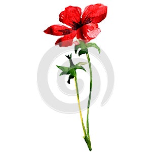 Red wild flower isolated on white