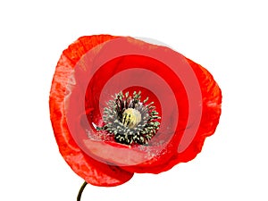 Red wild flower of Papaver rhoeas close up