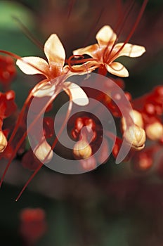 Red wild flowers, Trinidad