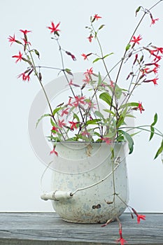 Red wild flowers in white bucket