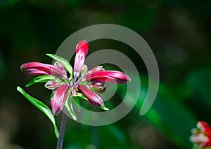 Red wild lily buds flowers at a botanical garden.