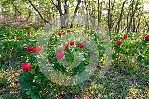 Red wild peony flowers Paeonia peregrina field near Enisala, Romania, on a protected reservation. This herbaceous perennial