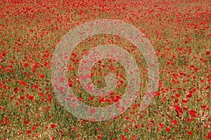 Red wild poppies