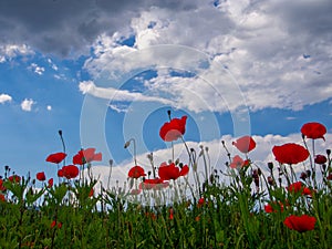 Red wild poppies against spring sky.