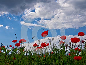 Red wild poppies against spring sky. photo