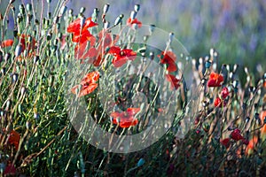 Red wild poppies closeup in sunshine flare