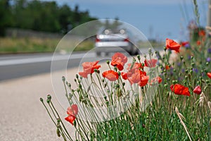 Red wild poppies grow near the freeway