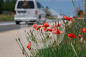 Red wild poppies grow near the freeway