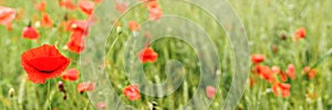 Red wild poppies growing in field of green unripe wheat,focus on one large flower with closed wet petals, wide banner