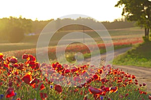 Red Wild poppies in the meadow at sunset, amazing background photo. To jest Polska Ã¢â¬â Mazury photo