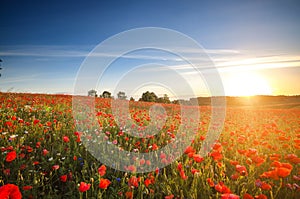 Red Wild poppies in the meadow at sunset, amazing background photo. To jest Polska Ã¢â¬â Mazury photo