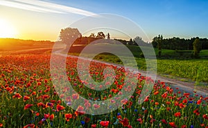 Red Wild poppies in the meadow at sunset, amazing background photo. To jest Polska â€“ Mazury