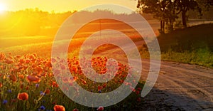 Red Wild poppies in the meadow at sunset, amazing background photo. To jest Polska â€“ Mazury