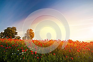 Red Wild poppies in the meadow at sunset, amazing background photo. To jest Polska â€“ Mazury