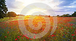 Red Wild poppies in the meadow at sunset, amazing background photo. To jest Polska â€“ Mazury