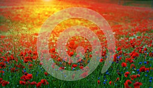 Red Wild poppies in the meadow at sunset, amazing background photo. To jest Polska â€“ Mazury