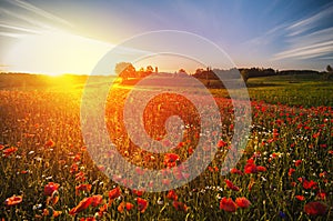 Red Wild poppies in the meadow at sunset, amazing background photo. To jest Polska â€“ Mazury