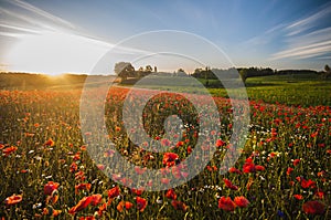 Red Wild poppies in the meadow at sunset, amazing background photo. To jest Polska â€“ Mazury