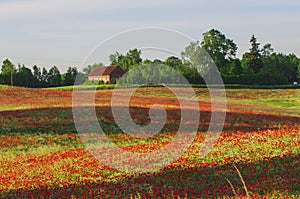 Red Wild poppies in the meadow at sunset, amazing background photo. To jest Polska â€“ Mazury