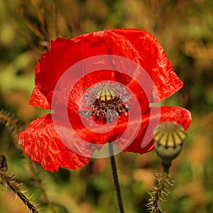 Red wild poppy after blossom poppy head lost red leaves