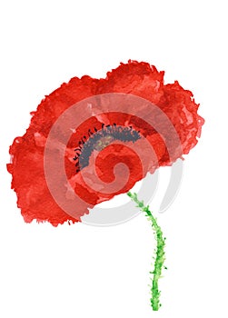 Red wild poppy flower on isolated white background, watercolor illustration.