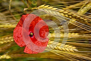 A red wild poppy grows on a cereal field with ripe spikes