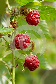 Red wild raspberries.