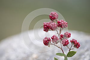 Red wild raspberries with green leaves