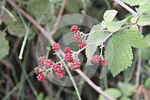 Red Wild Raspberry