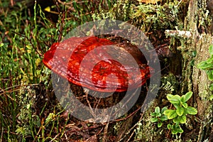 Red wild Reishi mushroom, Ganoderma lucidum growing in the boreal forest