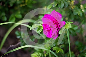 Red wild rose on nature background